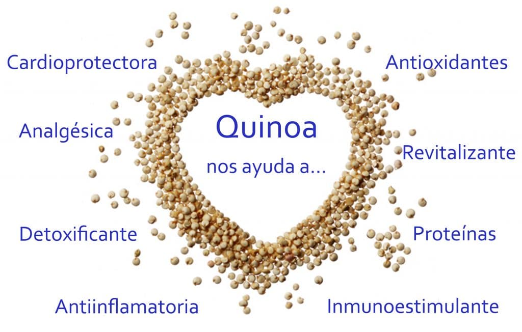 Quinoa: Esa gran desconocida y que tanto nos puede aportar 6 beneficios quinoa1 1