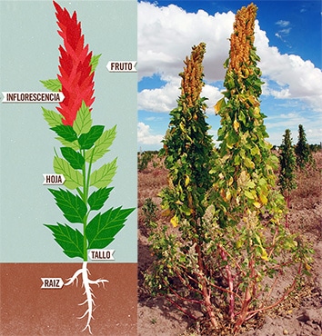 Quinoa: Esa gran desconocida y que tanto nos puede aportar 4 planta quinoa1a 1